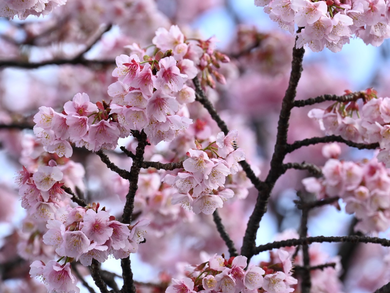 早咲き桜の名所　県が開花情報を公開　河津桜よりも早い　“日本最速の桜”は1月が見頃